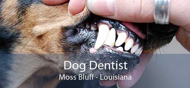 Dog Dentist Moss Bluff - Louisiana