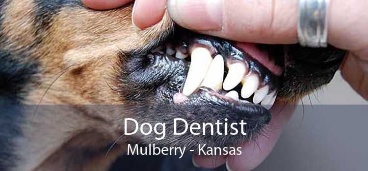 Dog Dentist Mulberry - Kansas