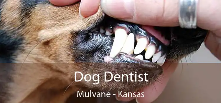 Dog Dentist Mulvane - Kansas