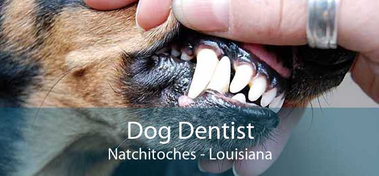 Dog Dentist Natchitoches - Louisiana