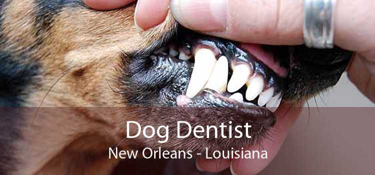 Dog Dentist New Orleans - Louisiana