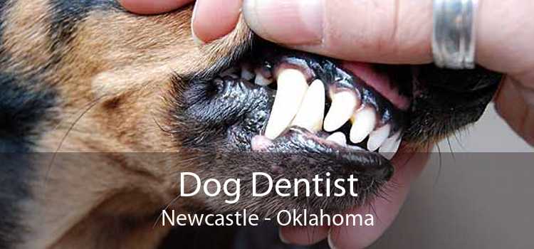 Dog Dentist Newcastle - Oklahoma