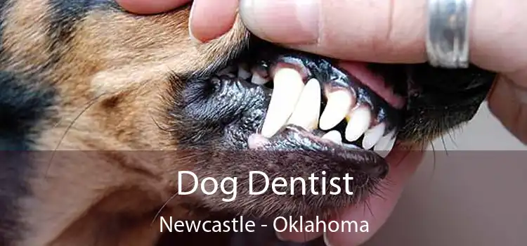 Dog Dentist Newcastle - Oklahoma