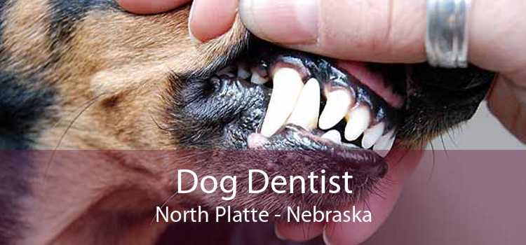 Dog Dentist North Platte - Nebraska