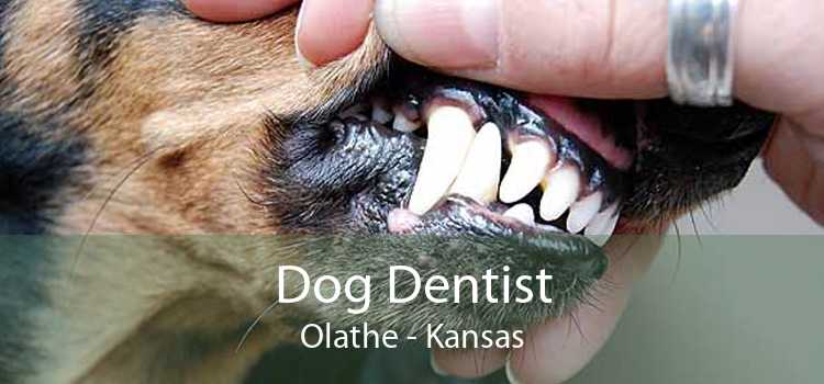 Dog Dentist Olathe - Kansas