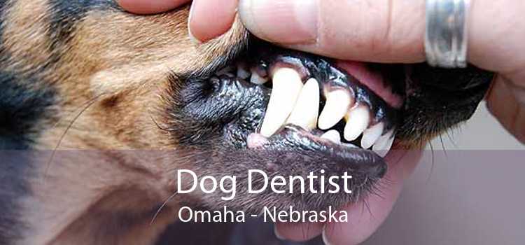 Dog Dentist Omaha - Nebraska