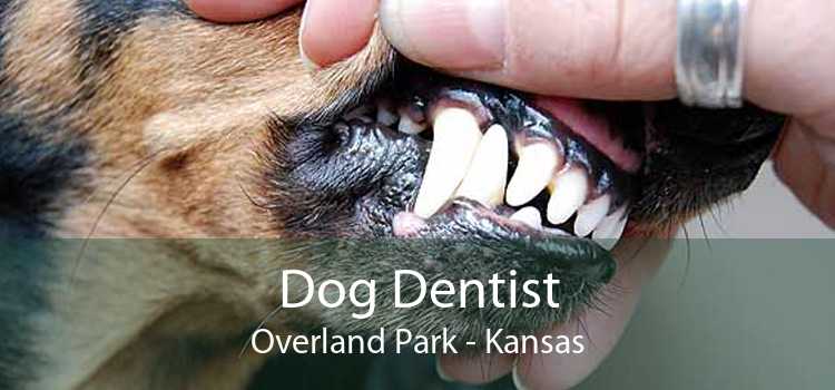Dog Dentist Overland Park - Kansas