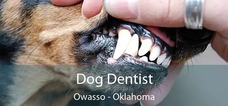 Dog Dentist Owasso - Oklahoma