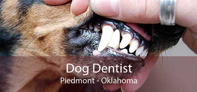 Dog Dentist Piedmont - Oklahoma