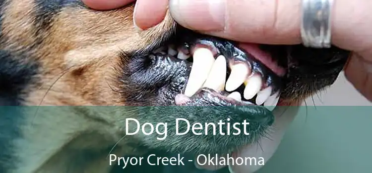 Dog Dentist Pryor Creek - Oklahoma