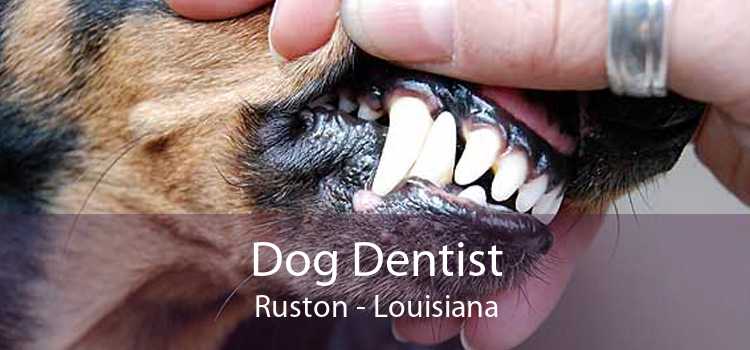 Dog Dentist Ruston - Louisiana