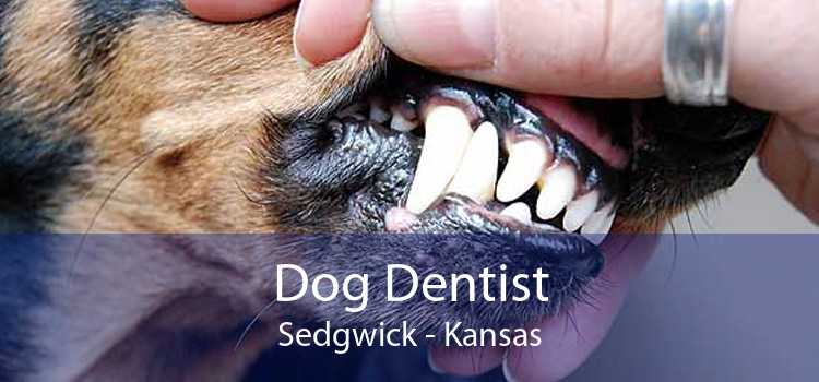 Dog Dentist Sedgwick - Kansas