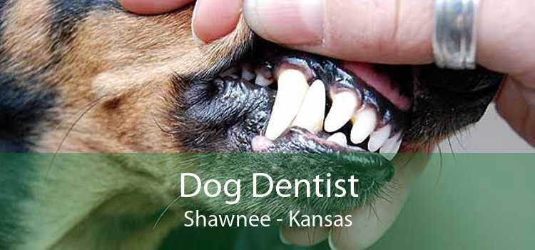 Dog Dentist Shawnee - Kansas