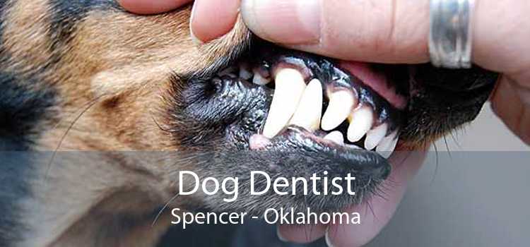 Dog Dentist Spencer - Oklahoma