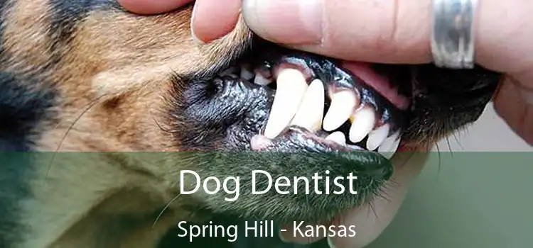 Dog Dentist Spring Hill - Kansas