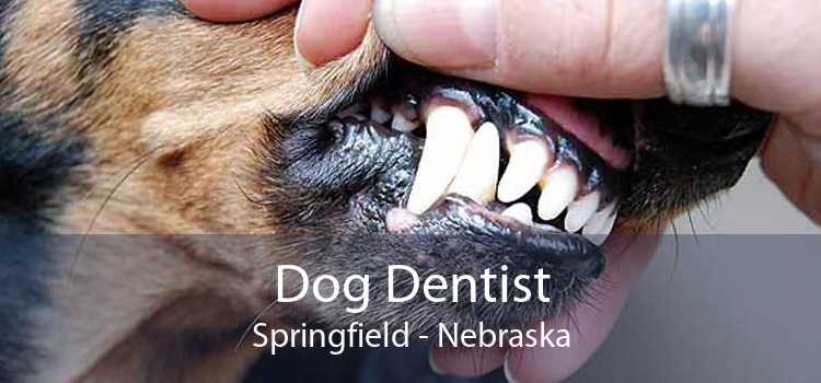 Dog Dentist Springfield - Nebraska