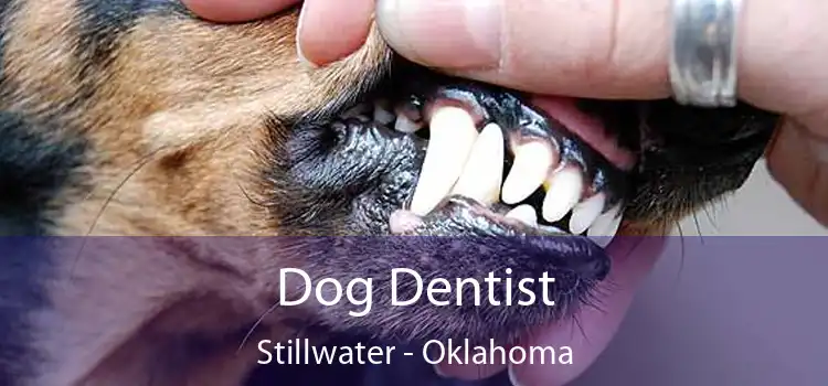 Dog Dentist Stillwater - Oklahoma