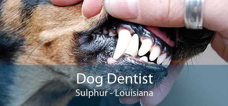 Dog Dentist Sulphur - Louisiana