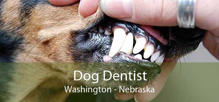 Dog Dentist Washington - Nebraska