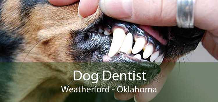 Dog Dentist Weatherford - Oklahoma