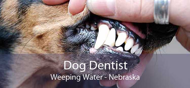 Dog Dentist Weeping Water - Nebraska