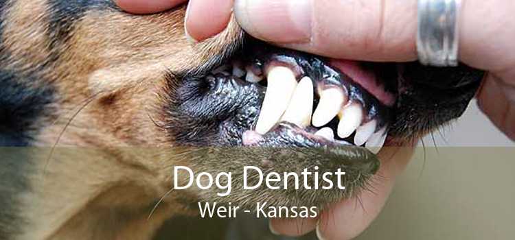 Dog Dentist Weir - Kansas