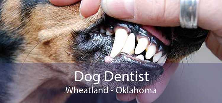 Dog Dentist Wheatland - Oklahoma