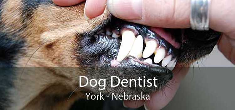 Dog Dentist York - Nebraska