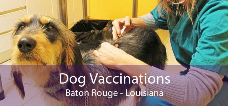 Dog Vaccinations Baton Rouge - Louisiana