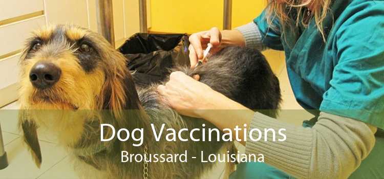 Dog Vaccinations Broussard - Louisiana