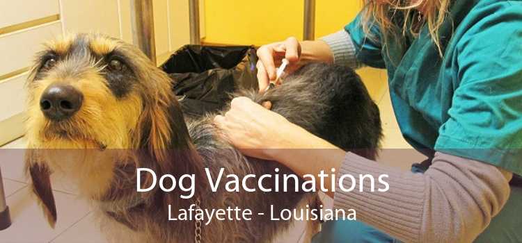 Dog Vaccinations Lafayette - Louisiana