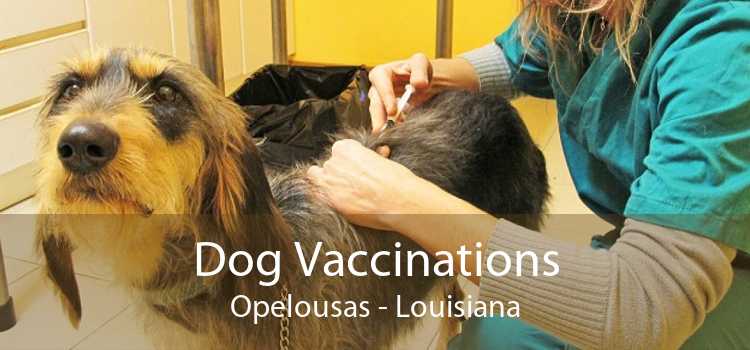 Dog Vaccinations Opelousas - Louisiana