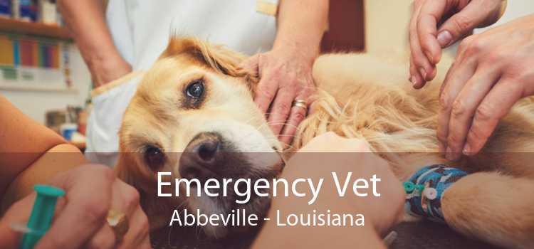 Emergency Vet Abbeville - Louisiana