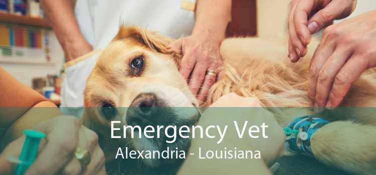 Emergency Vet Alexandria - Louisiana