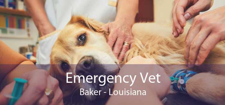 Emergency Vet Baker - Louisiana