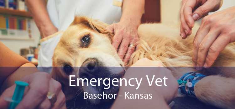 Emergency Vet Basehor - Kansas