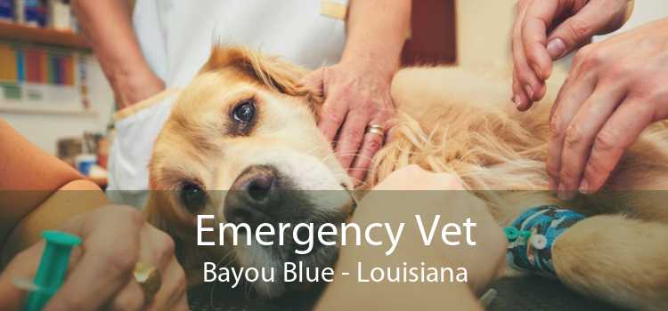 Emergency Vet Bayou Blue - Louisiana