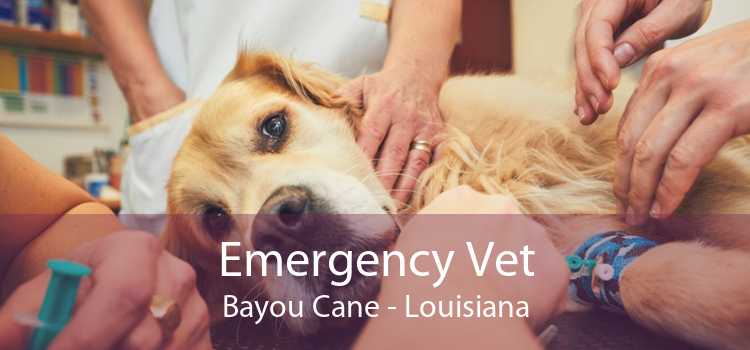 Emergency Vet Bayou Cane - Louisiana