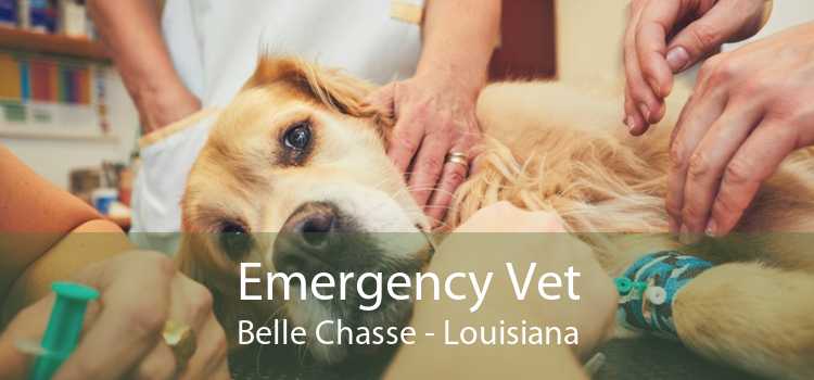 Emergency Vet Belle Chasse - Louisiana
