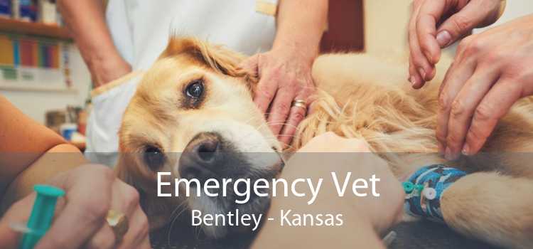 Emergency Vet Bentley - Kansas