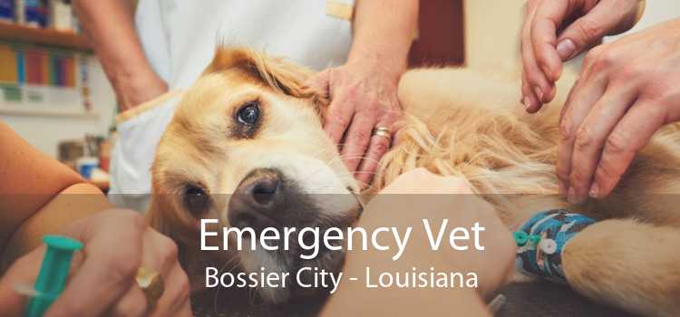Emergency Vet Bossier City - Louisiana