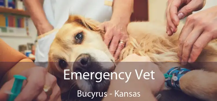 Emergency Vet Bucyrus - Kansas
