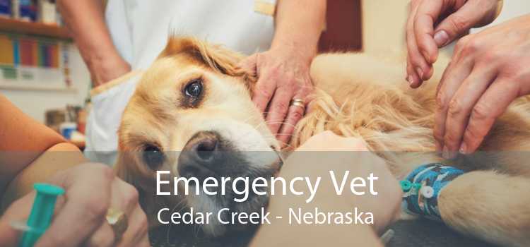 Emergency Vet Cedar Creek - Nebraska