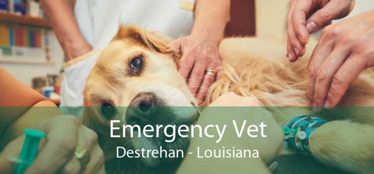 Emergency Vet Destrehan - Louisiana