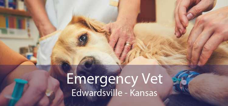 Emergency Vet Edwardsville - Kansas