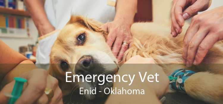 Emergency Vet Enid - Oklahoma
