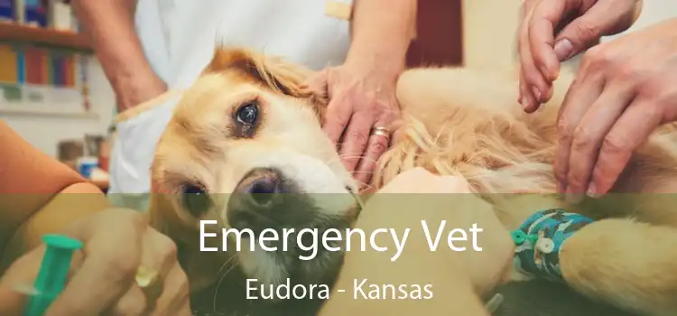 Emergency Vet Eudora - Kansas