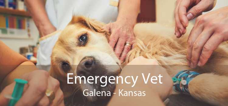 Emergency Vet Galena - Kansas