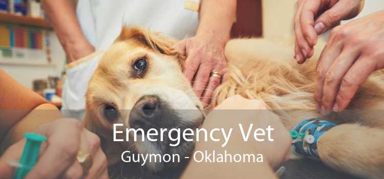 Emergency Vet Guymon - Oklahoma