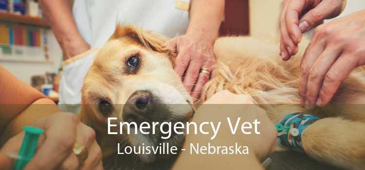 Emergency Vet Louisville - Nebraska